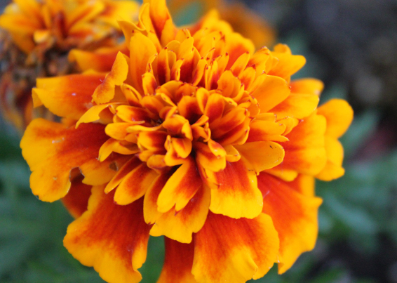 Cempasuchil/Mexican Marigold