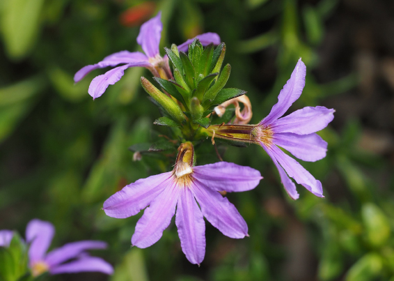 Naupaka/Fan-flower