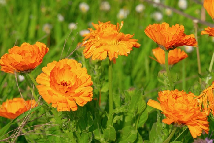 Calendulas