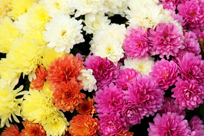 Chrysanthemums